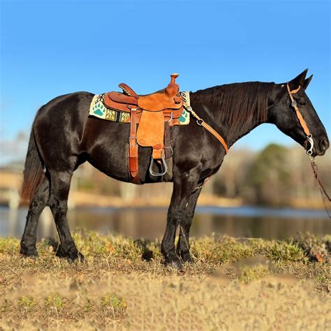 Horses for Sale: Buy and Sell Horses online.